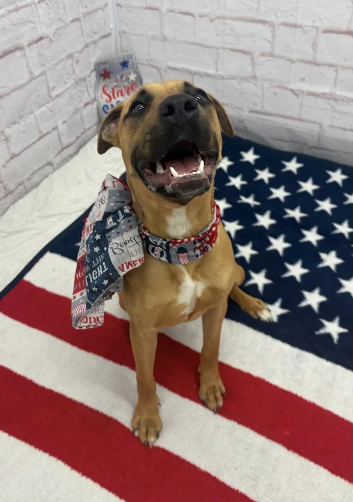 A baby medium-sized female Mixed Breed dog named Nina Flowers for adoption in Detroit, MI