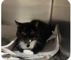 A senior medium-sized male Black & White / Tuxedo Domestic Short Hair cat named Radar for adoption in Chicago, IL