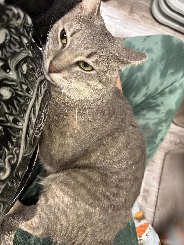 A young medium-sized male Gray / Blue / Silver Domestic Short Hair cat named Lloyd for adoption in Greensburg, PA