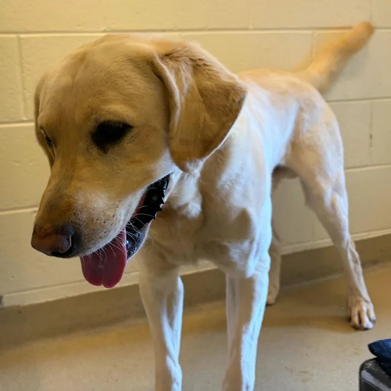An adult large-sized male White / Cream Mixed Breed dog named Kash for adoption in Asheville, NC