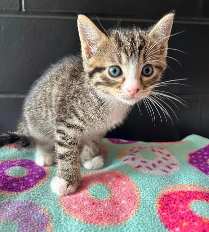 A baby medium-sized male Domestic Short Hair cat named Driftwood for adoption in Effingham, IL