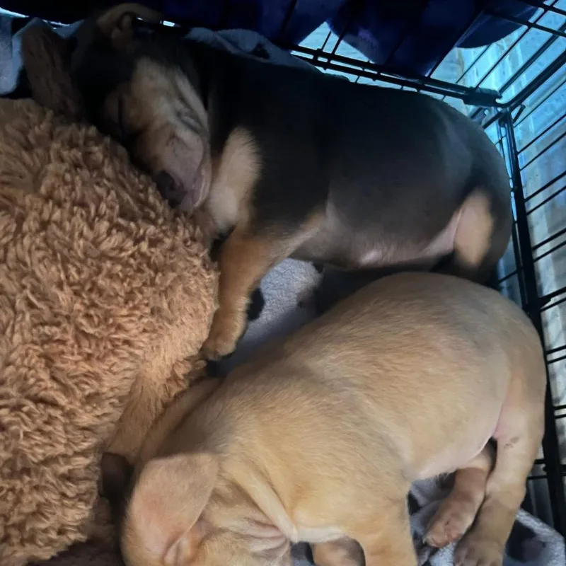A baby small-sized male Brown / Chocolate Terrier dog named Canyon C for adoption in Allen, TX