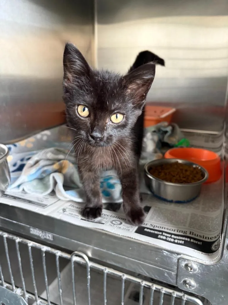 A baby medium-sized male Domestic Short Hair cat named Pebble for adoption in Portland, IN