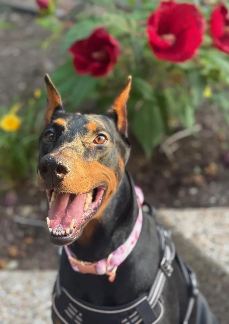 An adult large-sized female Brown / Chocolate Doberman Pinscher dog named Zoya for adoption in Pflugerville, TX