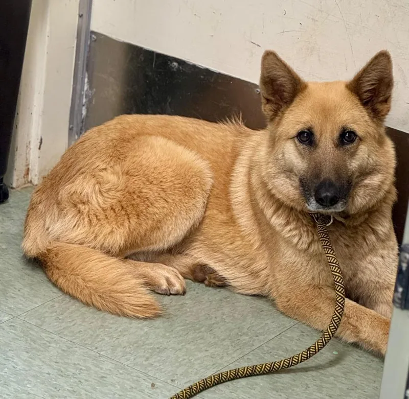 A young medium-sized female German Shepherd Dog dog named Saffron Stray Hold Until for adoption in Danielsville, GA