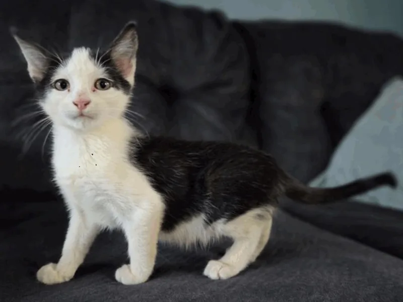 A young small-sized male Black & White / Tuxedo Domestic Short Hair cat named Munch for adoption in Santa Cruz, CA
