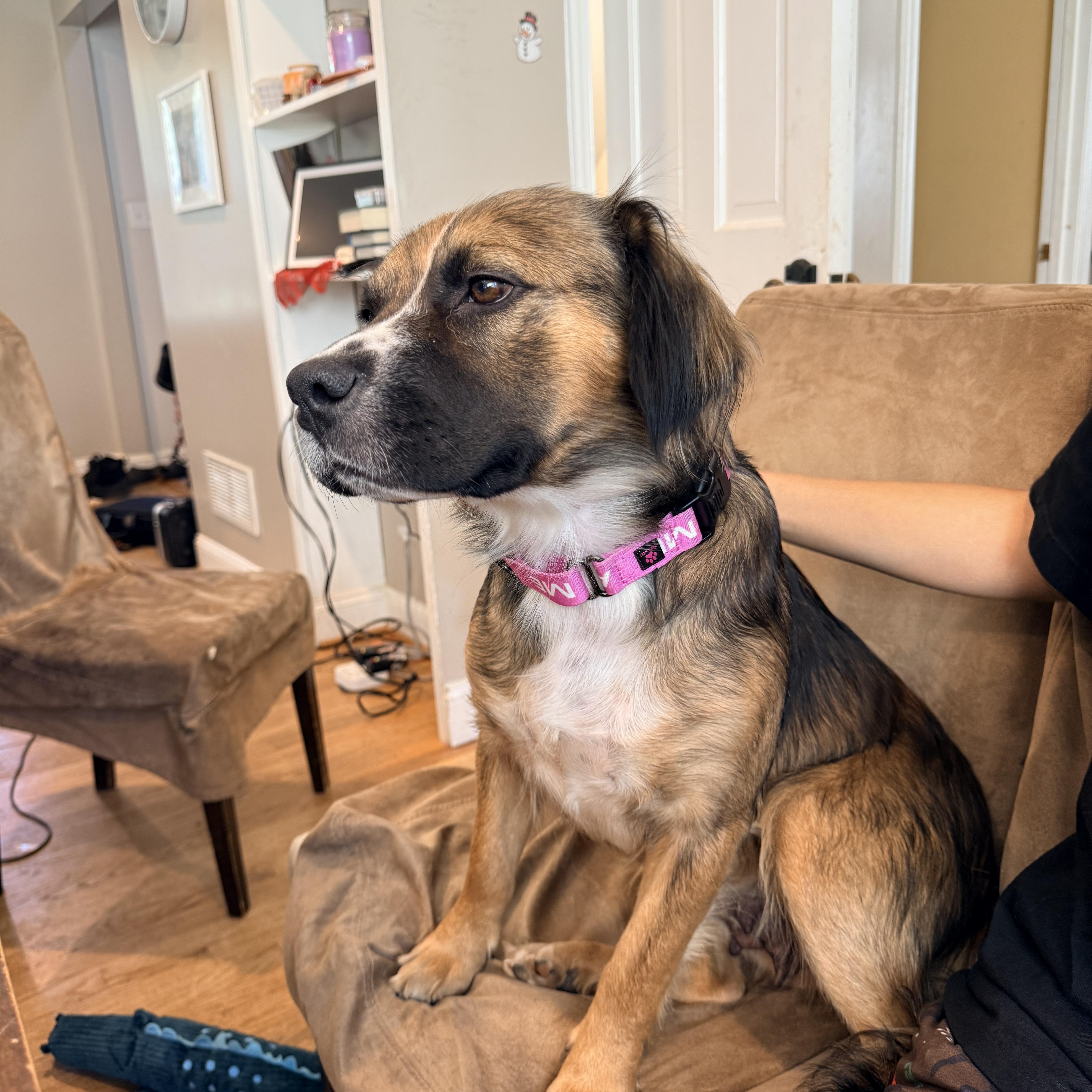 An adult medium-sized female Bicolor Collie dog named Zelda for adoption in Columbia, MD