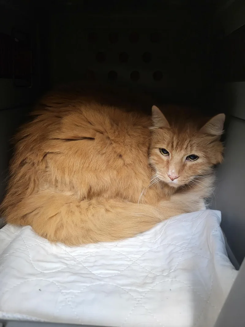 A senior large-sized male Domestic Long Hair cat named Rufus for adoption in Burbank, CA