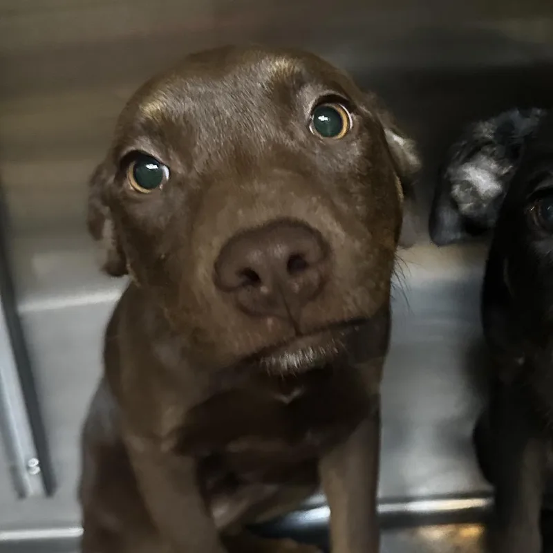 A baby small-sized male Brown / Chocolate Mixed Breed dog named Ping for adoption in Gadsden, AL