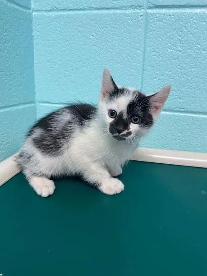 An adult small-sized male Domestic Short Hair cat named Bobby for adoption in Spruce Pine, NC