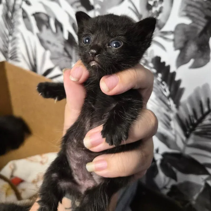 A baby small-sized female Black Domestic Short Hair cat named Lani for adoption in Wahiawa, HI
