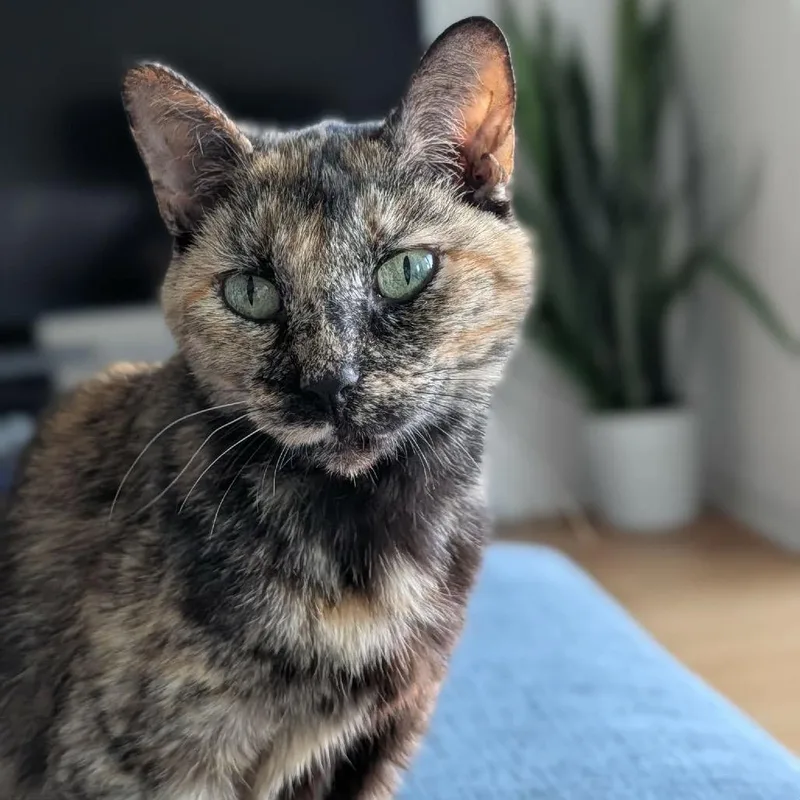 A senior small-sized female Tortoiseshell Domestic Short Hair cat named Amanda for adoption in Tampa, FL