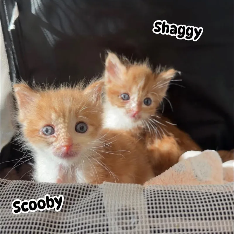 Scooby