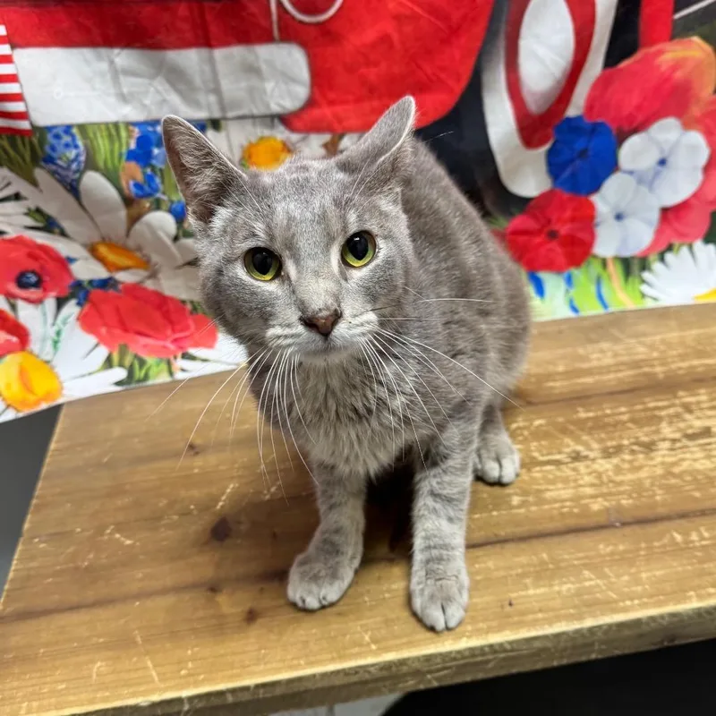 A young small-sized male Gray / Blue / Silver American Shorthair cat named Solar for adoption in Normal, IL