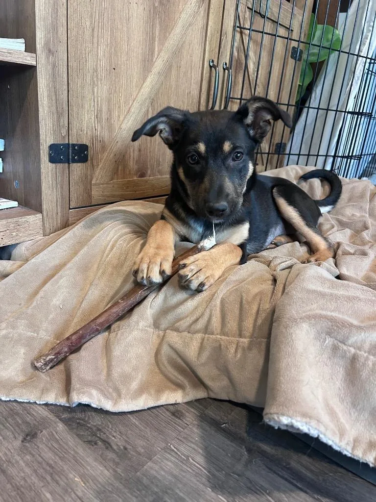 Pearl Puddlesnuff thumbnail 3