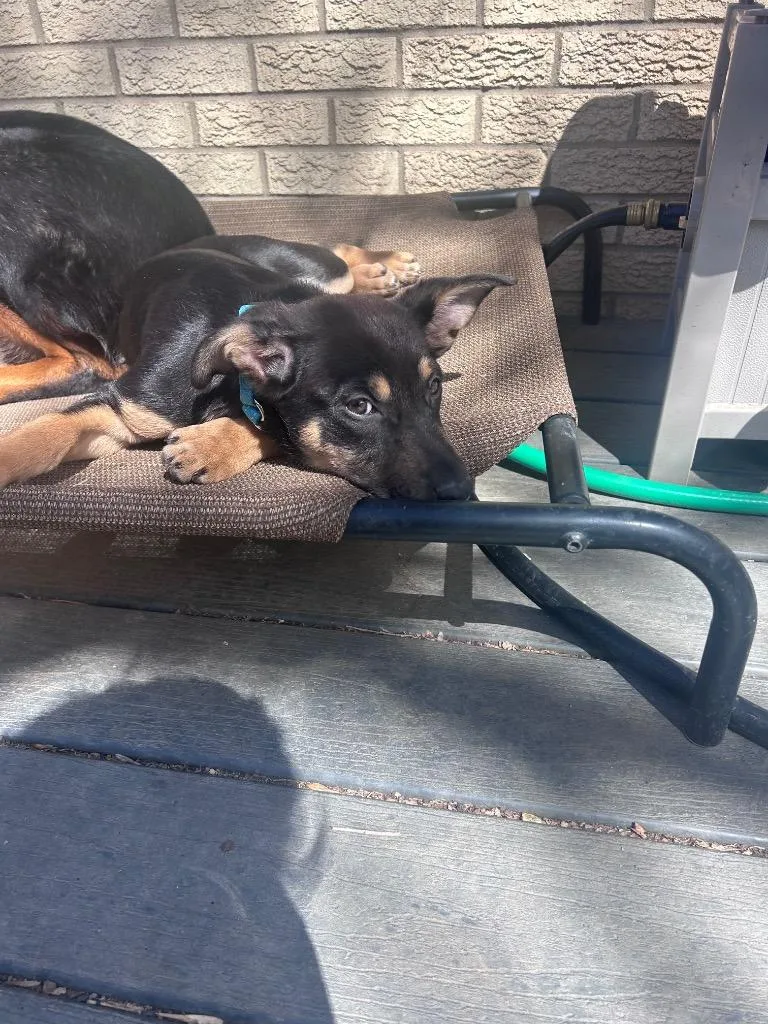 Pearl Puddlesnuff thumbnail 4