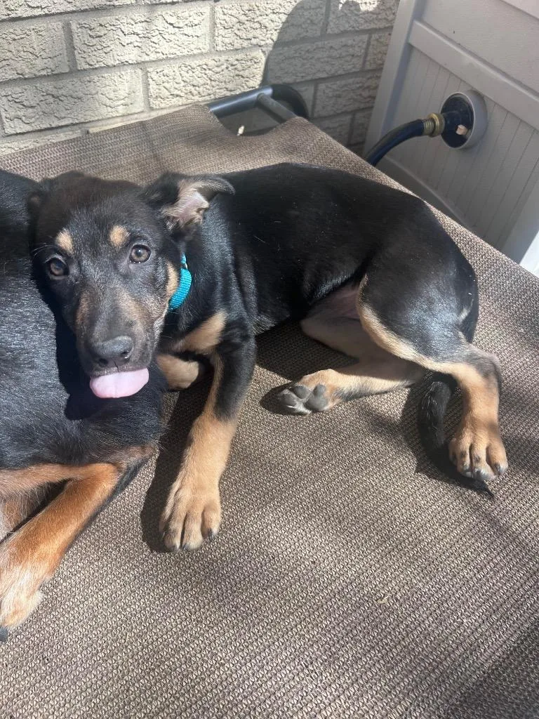 Pearl Puddlesnuff thumbnail 5