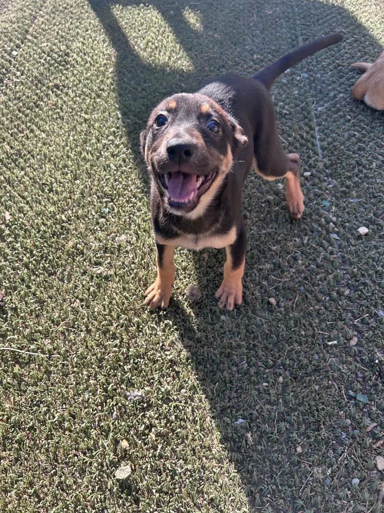 Pearl Puddlesnuff thumbnail 6