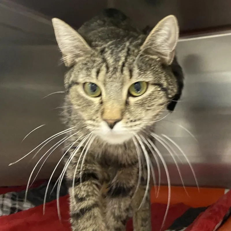 Dolly Pawton thumbnail 2