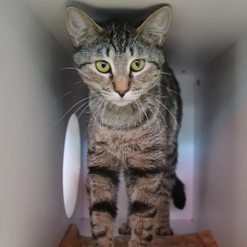 Dolly Pawton thumbnail 5