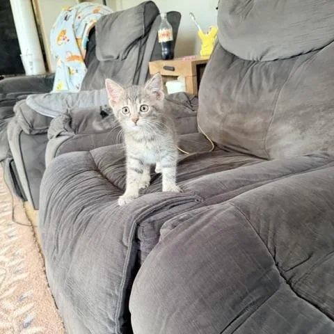 A baby medium-sized male Tabby (Gray / Blue / Silver) Domestic Short Hair cat named Dollar for adoption in Philadelphia, PA