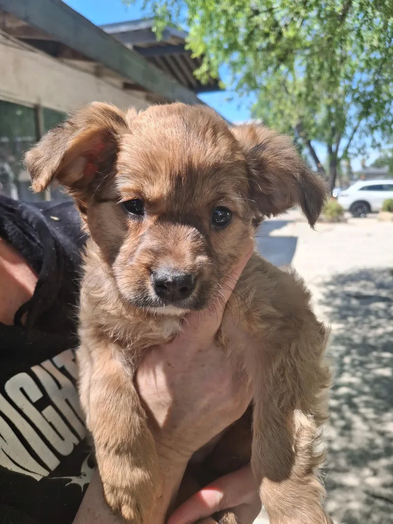 A baby medium-sized female Brown / Chocolate Cocker Spaniel dog named Kyra~ for adoption in Encino, CA