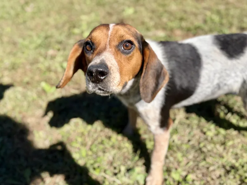 An adult small-sized female Tricolor (Brown, Black, & White) Beagle dog named M'n'M for adoption in Pomeroy, OH