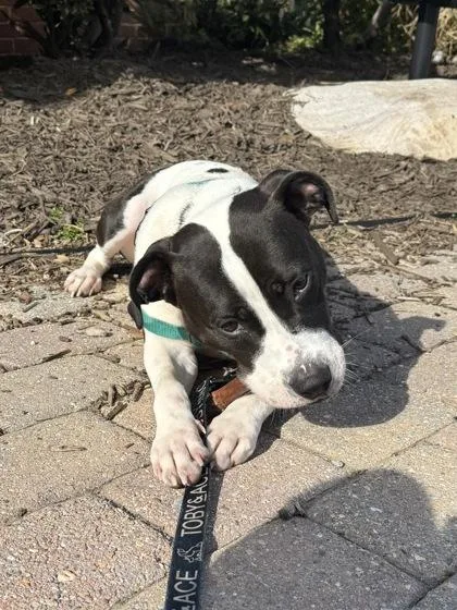 An adult medium-sized female Pit Bull Terrier dog named Kendall for adoption in Washington, DC