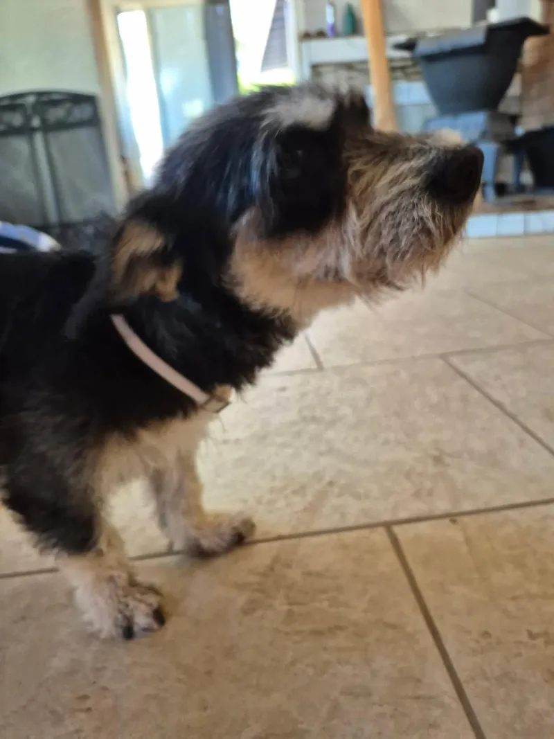 An adult small-sized female Miniature Schnauzer dog named Dahlia for adoption in Saint David, AZ