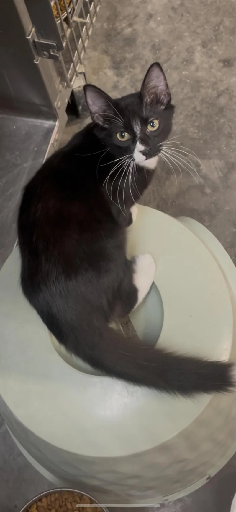 A baby medium-sized male Black & White / Tuxedo Tuxedo cat named Hermi for adoption in Baton Rouge, LA