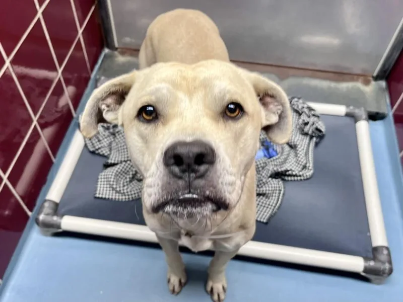 A young medium-sized male Staffordshire Bull Terrier dog named Chad for adoption in Houston, TX