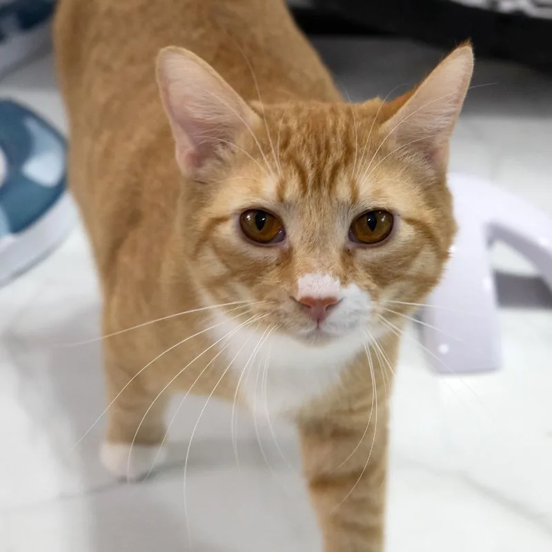 A young large-sized male Orange / Red Domestic Short Hair cat named Mufasa for adoption in McKean, PA