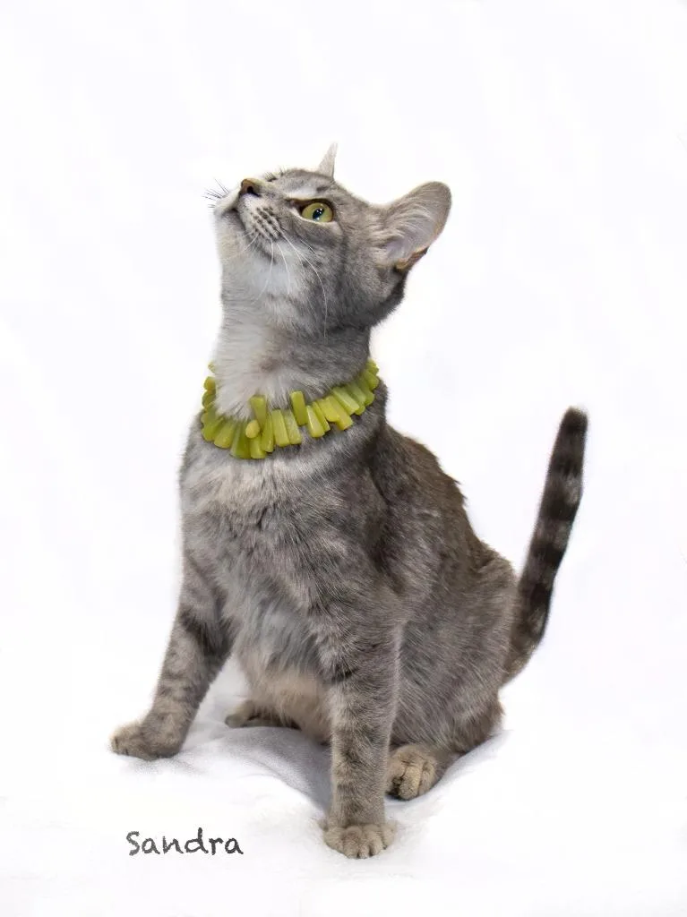 A young medium-sized female Domestic Short Hair cat named Sandra for adoption in Hot Springs Village, AR