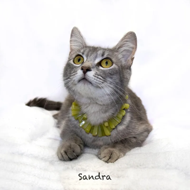 Sandra thumbnail 2