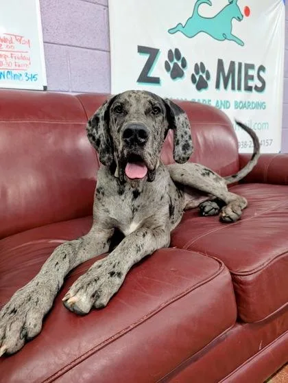 A young extra large-sized male Great Dane dog named River for adoption in Morton Grove, IL