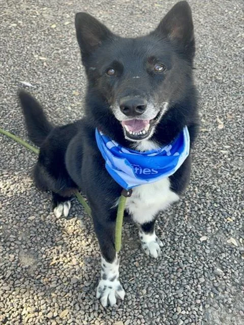A young large-sized male Husky dog named Coyote for adoption in Phoenix, AZ