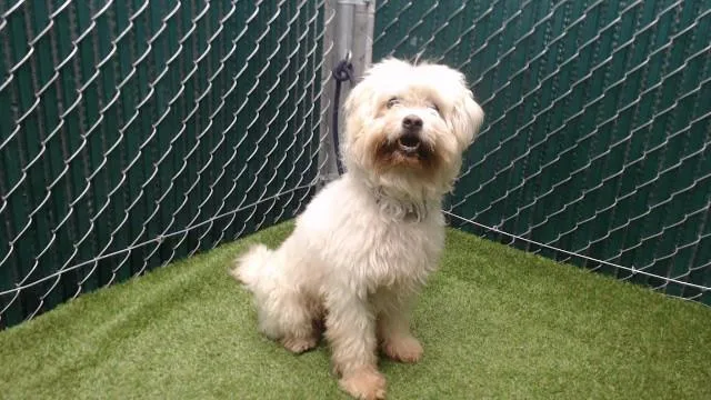 An adult medium-sized male Terrier dog named Flafy for adoption in Downey, CA