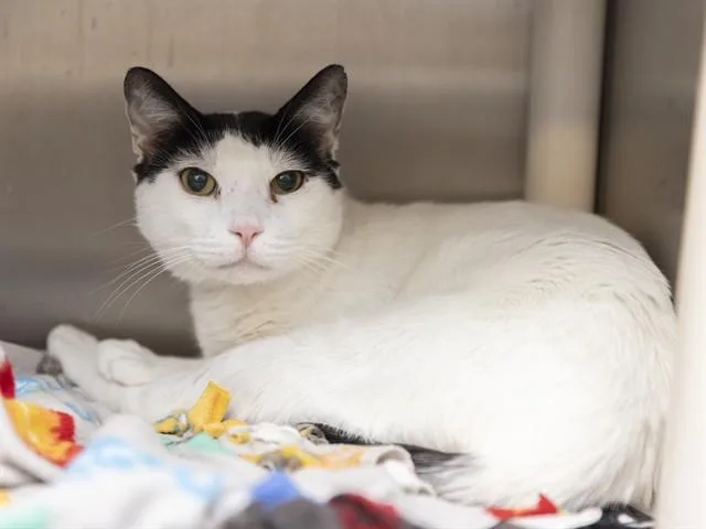 An adult small-sized male Domestic Short Hair cat named Catillac for adoption in Phoenix, AZ