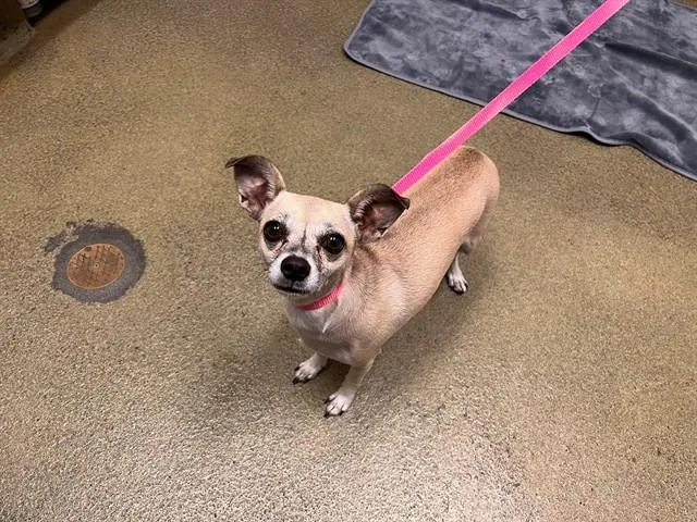 A young small-sized female Chihuahua dog named Kala for adoption in Moreno Valley, CA