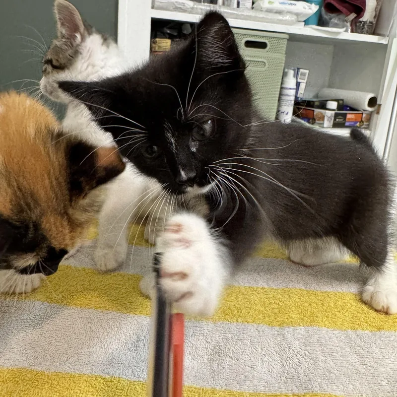 A baby medium-sized female Black & White / Tuxedo Domestic Short Hair cat named Russet for adoption in Bryan, TX