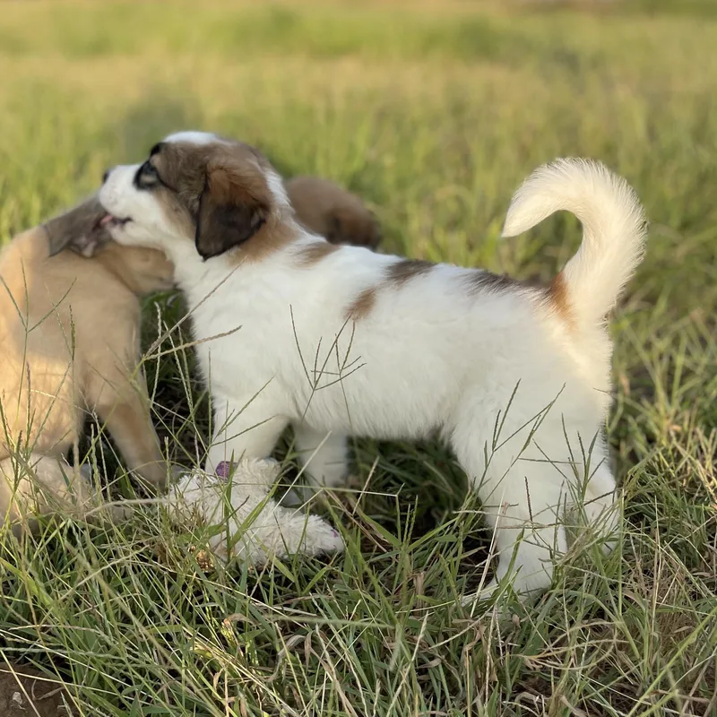 A baby large-sized female Great Pyrenees dog named Penny for adoption in Sadler, TX