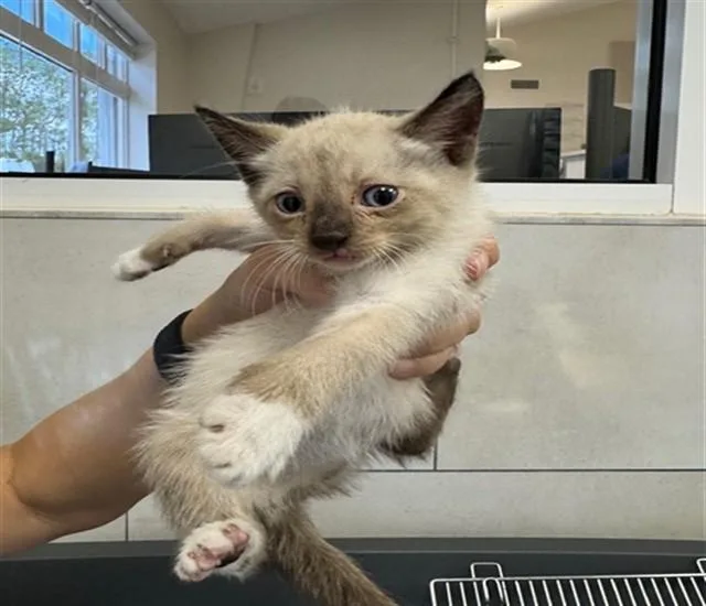 A baby small-sized male Domestic Short Hair cat named A for adoption in Naples, FL