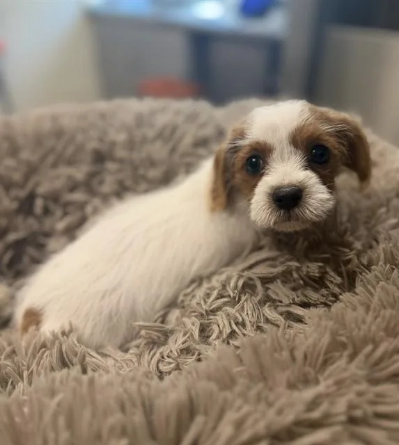 A baby small-sized female Poodle dog named Maisie for adoption in Leesburg, VA