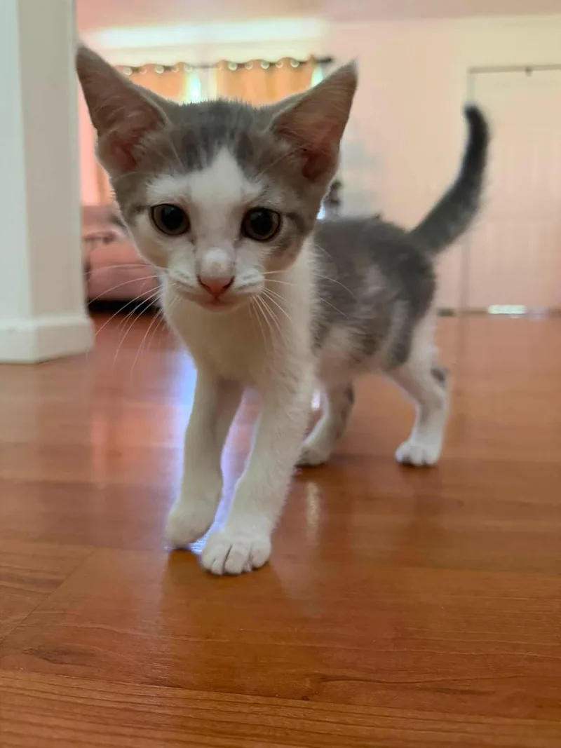 A baby small-sized male Gray & White Domestic Short Hair cat named Peter Rabbit for adoption in Clarksville, TN