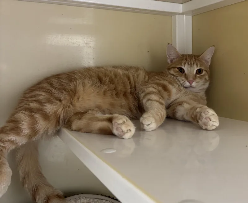 A young medium-sized male Tabby (Orange / Red) Domestic Short Hair cat named Evan for adoption in White Cloud, MI