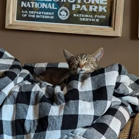 A baby small-sized male Brown / Chocolate Domestic Short Hair cat named Kane for adoption in Long Island City, NY