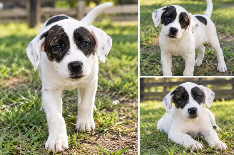 A baby large-sized female Great Pyrenees dog named Kimber for adoption in Kiln, MS