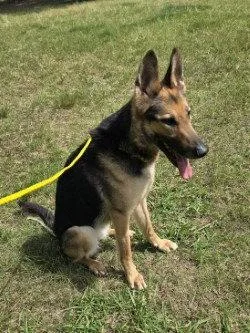 An adult medium-sized female German Shepherd Dog dog named PR  Nyota Uhura for adoption in Glen Allen, VA