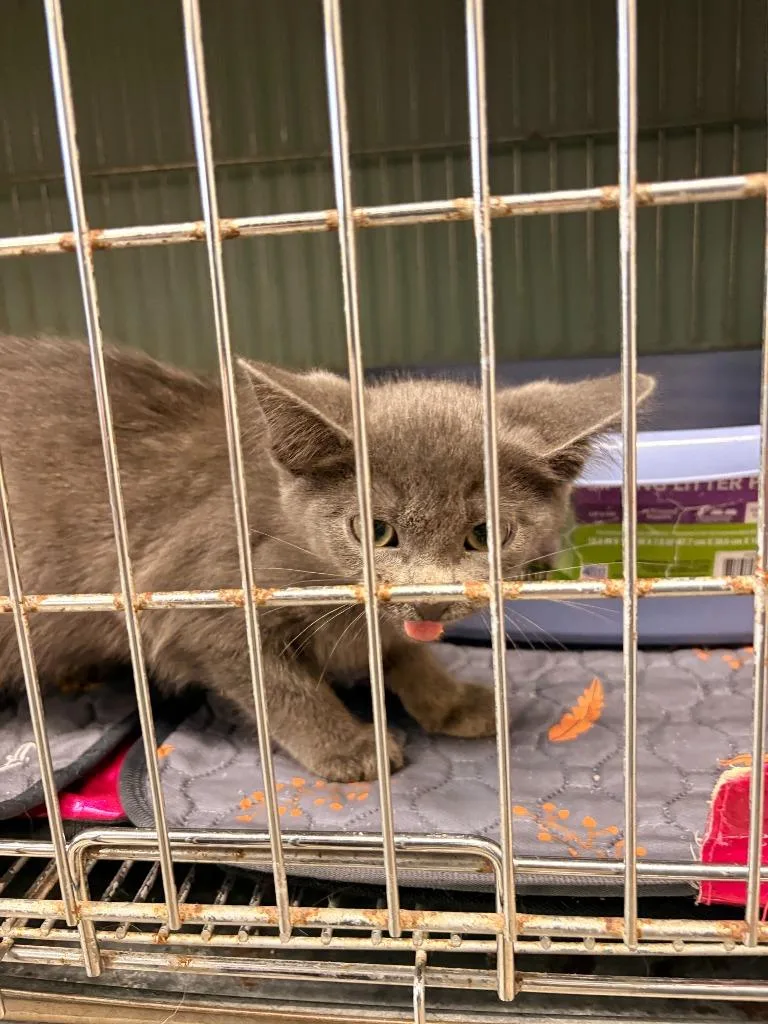 A baby large-sized female Domestic Short Hair cat named Star for adoption in Rensselaer, IN