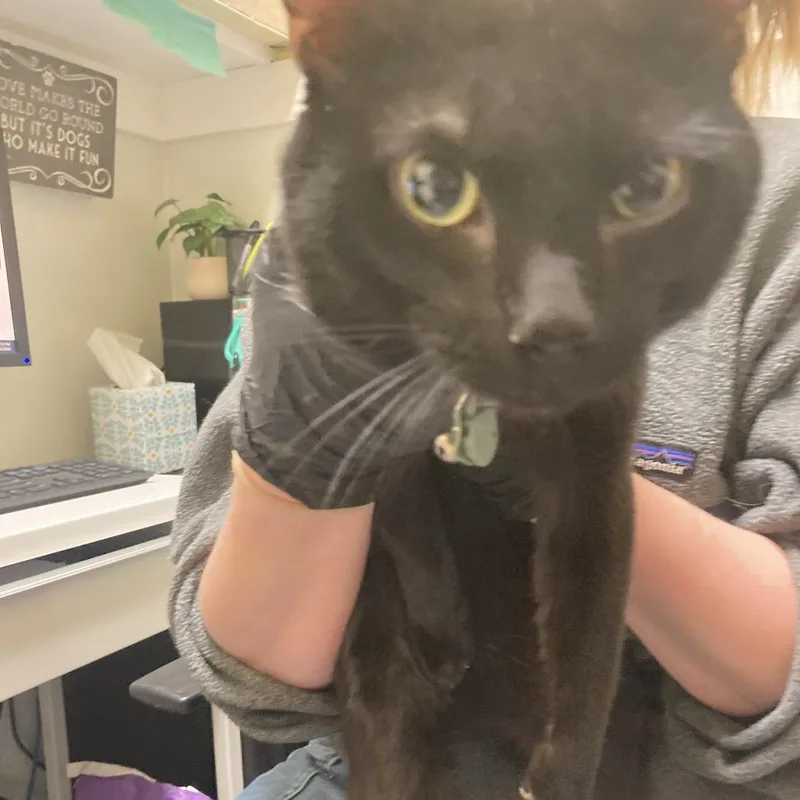 A young large-sized male Black Domestic Short Hair cat named Bill Nye for adoption in Charlottesville, VA